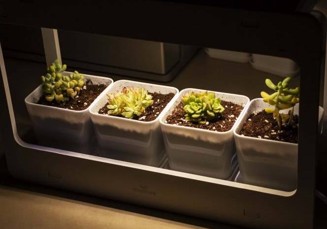 照明燈光能給植物起到補(bǔ)光的效果嗎